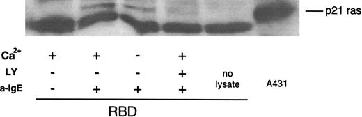 Fig. 2. Effect of LY294002 on activation of ras after stimulation with anti-IgE Ab. / Basophils were resuspended in PAGCM (containing 1 mmol/L Ca++) or PAG (without Ca++) and preincubated with or without LY294002 (10 μmol/L) for 10 minutes. The cells were stimulated with or without anti-IgE (0.5 μg/mL) for 5 minutes. Reactions were stopped with the addition of ice-cold PAG, and the cells were microfuged. Clarified lysates were subjected to affinity precipitation with RBD-GST. Affinity-precipitated GTP-ras was detected by immunoblotting with anti-ras Ab. The immunoblot shown is representative of 2 separate experiments.