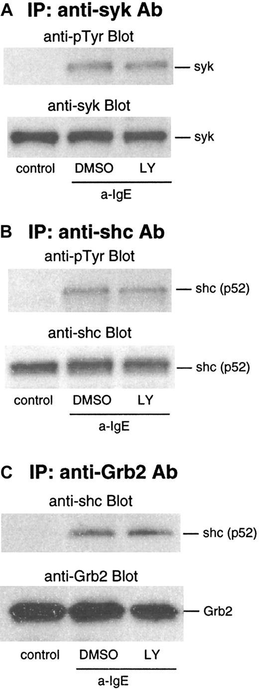 Fig. 4. Effect of LY294002 on phosphorylation of syk and shc and association of Grb2 and shc after stimulation with anti-IgE Ab. / Basophils were preincubated with DMSO (1:10 000 dilution) or LY294002 (10 μmol/L) for 10 minutes and were stimulated with anti-IgE (0.5 μg/mL) for 5 minutes. Reactions were stopped with the addition of ice-cold PAG, and the cells were microfuged. Clarified lysates were immunoprecipitated with anti-syk (A), anti-shc (B), or anti-Grb2 (C). The immunoprecipitated proteins were subjected to Western blot analysis with the indicated Abs, as described in “Materials and methods.” The same membranes were stripped and reblotted with the indicated Ab. The anti-syk (A), anti-shc (B), and anti-Grb2 (C) blots indicate essentially equal protein loading. Each Western blot shown is representative of 2 separate experiments.