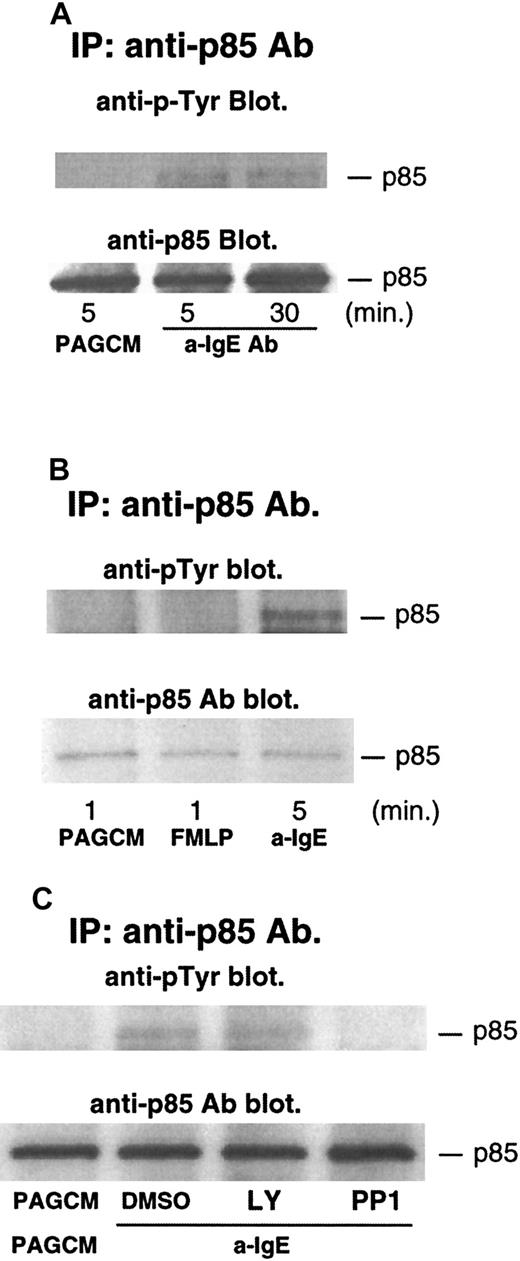 Fig. 5. Tyrosine phosphorylation of p85 after stimulation with anti-IgE Ab and FMLP, and the effect of LY294002 or PP1. / Basophils were stimulated with or without anti-IgE (0.5 μg/mL) (A) or FMLP (1 μmol/L) (B) for the times indicated. (C) Basophils were pretreated with or without DMSO, LY294002 (10 μmol/L), or PP1 (10 μmol/L) for 10 minutes and stimulated by anti-IgE Ab for 5 minutes. Reactions were stopped with the addition of ice-cold PAG, and the cells were microfuged. Clarified lysates were immunoprecipitated with anti-p85 Ab. The immunoprecipitated proteins were subjected to Western blot analysis with antiphosphotyrosine Ab as described in “Materials and methods.” The same membranes were stripped and reblotted with anti-p85 Ab. The anti-p85 blot indicates essentially equal protein loading. Each Western blot shown is representative of 2 separate experiments.