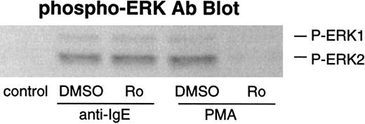 Fig. 6. Effect of Ro-31-8220 on phosphorylation of ERKs after stimulation with anti-IgE Ab or FMLP. / Basophils were preincubated with DMSO (1:10 000 dilution) or Ro-31-8220 (1 μmol/L) for 10 minutes and were stimulated with or without anti-IgE Ab (0.5 μg/mL) for 10 minutes or PMA (50 ng/mL) for 20 minutes. Reactions were stopped with the addition of ice-cold PAG, and the cells were microfuged. Cell pellets were lysed and subjected to Western blot analysis as described in “Materials and methods.” The anti-ERK1 and anti-ERK2 blots indicated essentially equal protein loading (data not shown). The Western blot shown is representative of 2 separate experiments.