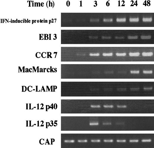 Fig. 4. Kinetics of the induction of various mRNA expression by stimulating IMDCs with LPS. / RT-PCR was performed on total RNA isolated from IMDCs cultured in the presence of GM-CSF and IL-4 for 5 days, followed by 0, 1, 3, 6, 12, 24, and 48 hours of activation with LPS (100 μg/mL).