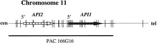 Fig. 2. The structure of the. / API2 gene and the adjacent API1gene on chromosome 11q22. The figure illustrates modifications from Young et al.13 PAC 166G16 spans both genes and is split by the translocation (Figure 3B). In the case of a deletion of chromosome 11 sequences distal to the breakpoint, the third hybridization signal on the derivative chromosome 18 may not be visible (Figure 3C).