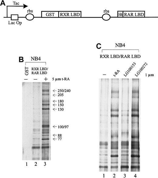 Fig. 1. Cofactors that interact with the retinoid receptors in APL cells. / (A) Schematic diagram of the double cistronic expression plasmid. The RXR LBD is fused with GST, and the RAR LBD is tagged with 6 histidine residues. Both cDNAs are driven by a Tac promoter under the control of the lac operator. The ribosome-binding site (rbs) preceding each cistron allows the coexpression of both proteins. Proteins can be purified by either glutathione Sepharose or Ni2+ NTA agarose. (B) Ligand-inducible interactions between GST-RXR LBD/RAR LBD and a group of proteins isolated from APL cell line NB4 nuclear extracts. Immobilized GST-RXR LBD/RAR LBD was incubated with 1.2 mg NB4 nuclear extract in the absence (−) or presence (+) of 5 μmol/L all-trans retinoic acid (t-RA) (lanes 2, 3). GST alone was used as a control (lane 1). Bound proteins were eluted, separated by SDS-PAGE, and visualized by nitrate silver staining. Approximate molecular weights of the interacting proteins are indicated at right. (C) Binding of the complex to retinoid receptors in response to selective ligands. Protein interactions were examined in the absence (−) or presence of 1 μmol/L t-RA (lane 2), 1 μmol/L RXR-specific ligand LG100153 (lane 3), and 1 μmol/L RAR-specific ligand LG100272 (lane 4).