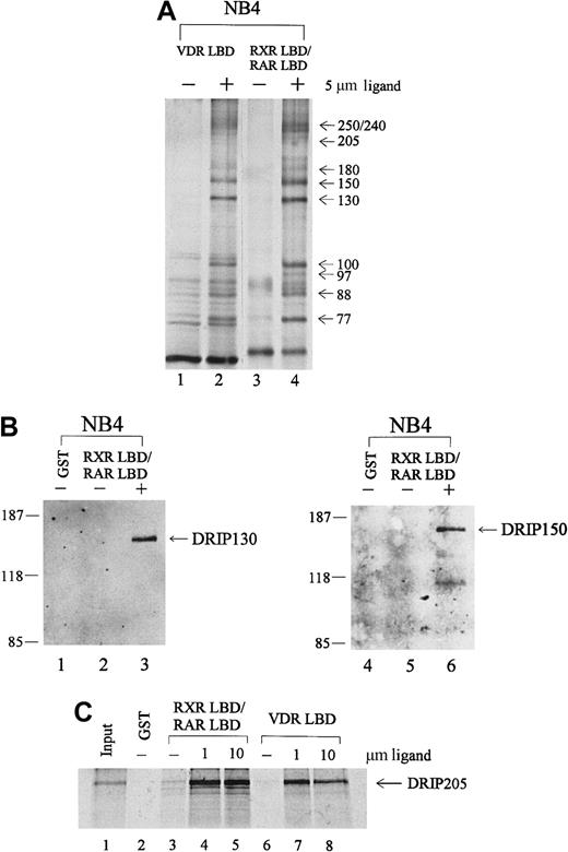 Fig. 2. Retinoid receptors interact with the DRIP/TRAP complex in APL NB4 cells. / (A) Comparison of the protein interactions to retinoid receptor heterodimer with those of the vitamin D3 receptor. Immobilized GST-VDR LBD or GST-RXR LBD/RAR LBD was incubated with 1.2 mg NB4 nuclear extract in the absence (−) or presence (+) of their respective ligands, 1,25-dihydroxy vitamin D3 (lane 2) and t-RA (lane 4). (B) Immunoblot analyses with 2 specific anti-DRIP antibodies. The RXR/RAR-interacting proteins were separated by SDS-PAGE, transferred to a nitrocellulose membrane, and subjected to Western blotting using antibodies to DRIP130 and DRIP150, respectively. (C) In vitro interaction of the DRIP205 protein to RXR/RAR heterodimer or VDR. Purified GST or GST-RXR LBD/RAR LBD and GST-VDR LBD were incubated with in vitro translated 35S-labeled DRIP205 in the absence (−) and presence of 1 μmol/L or 10 μmol/L t-RA (lanes 4, 5) and 1,25-dihydroxy vitamin D3 (lanes 7, 8) respectively. Twenty percent of the DRIP205 protein used was shown as input.