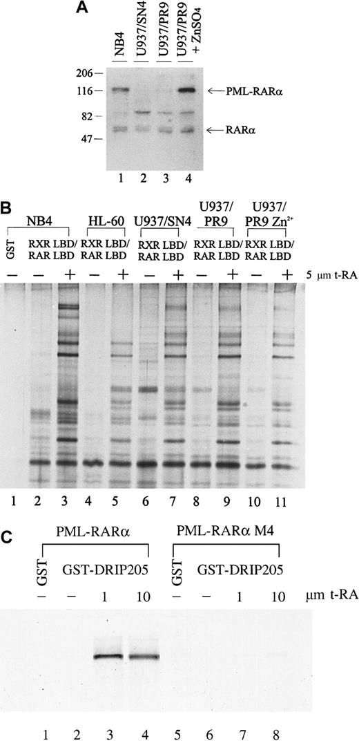 Fig. 4. Interaction between the DRIP complex and the retinoid receptors in U937 clones that differ in their PML-RARα expression. / (A) Expression of RARα and fusion PML-RARα proteins in NB4 and U937 subclones by Western blot analysis. Twenty micrograms of the nuclear extracts were run on SDS-PAGE, transferred, and probed with an anti-RARα antibody recognizing its F domain. Positions of RARα and the fusion PML-RARα proteins are indicated. (B) Interaction of the DRIP/TRAP complex with retinoid receptors in U937 subclones (lanes 6-11), HL-60 cells (lanes 4, 5). (C) Direct interaction between the PML-RARα protein and the DRIP205. In vitro translated35S-labeled PML-RARα and mutant PML-RARα M4 were incubated with purified GST-DRIP205 in the absence (−) and presence (+) of 1 μmol/L or 10 μmol/L t-RA (lanes 3, 4, 7, 8). GST alone was included as the negative control (lanes 1, 5).