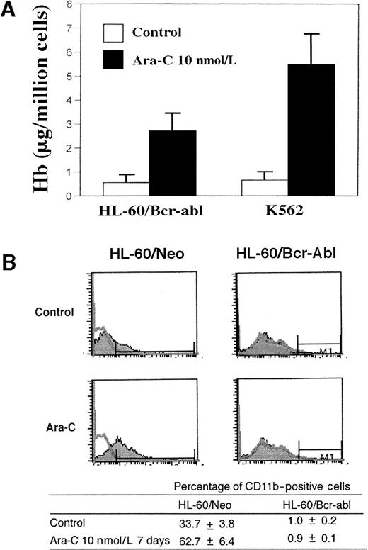 Fig. 1. Low-dose Ara-C (LODAC) increases Hb levels but not CD11b expression in HL-60/Bcr-Abl cells. / Following treatment with 10 nmol/L Ara-C for 7 days, Hb levels (A) or CD11b expression (B) was determined in HL-60/Bcr-Abl and K562 cells.