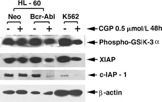 Fig. 5. Akt kinase activity in untreated and CGP57148B-treated cells. / Following treatment of HL-60/neo, HL-60/Bcr-Abl, and K562 cells with 0.5 μmol/L CGP57148B (CGP) for 48 hours, cell lysates were used to determine either the Akt kinase activity by measuring phosphorylation of its substrate GSK-3α, or a Western analysis of XIAP, cIAP1, and β-actin was performed (see text). Beta-actin served as the control for protein loading. CGP lowered Akt kinase activity as well as XIAP and cIAP1 levels in HL-60/Bcr-Abl and K562 but not HL-60/neo cells.