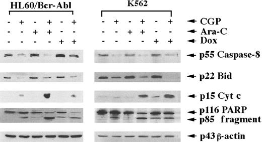 Fig. 7. Processing of procaspase-8 and Bid. / Cotreatment with CGP57148 (CGP) sensitizes HL-60/Bcr-Abl and K562 cells to Ara-C–induced or doxorubicin (Dox)-induced caspase-8 and Bid processing, as well as cytosotic accumulation of cyt c and the processing of poly (ADP-ribose) polymerase (PARP). Cells were treated with 0.25 μmol/L CGP, Ara-C, or Dox alone, or with a combination of CGP plus Ara-C or CGP plus Dox for 48 hours. Following this, Western analyses of Bid, caspase-8, 116-kd PARP, and its 85-kd cleavage product and β-actin were performed on cellular proteins, or S100 fractions were used for immunoblot analysis for cyt c (see text). Expression levels are representative of 3 separate experiments.