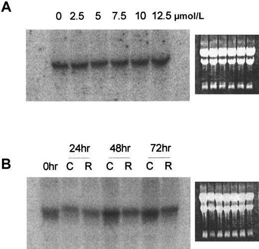 Fig. 3. Northern blot analysis of G-CSFR in D+ cells treated with various concentrations of ATRA for 48 hours or after 24, 48, or 72 hours' exposure to 7 μmol/L ATRA. / (A) 48 hours, various concentrations. (B) Exposure to 7μmol/L ATRA. Ethidium bromide fluorescence of the gel before transfer shows the presence of approximately equal amounts of RNA. C indicates untreated control; R, ATRA treated.