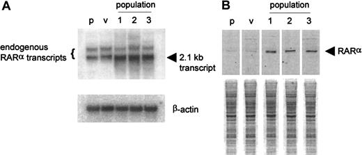 Fig. 8. Analyses of RARα expression in 3 populations of RARα-transfected D+ cells. / (A) Northern blot. The blot was probed for β-actin to show approximately equal loading of RNA. (B) Western blot. Loading was standardized by equal cell numbers. p indicates parental D+ cells; v, vector-transfected D+ cells.