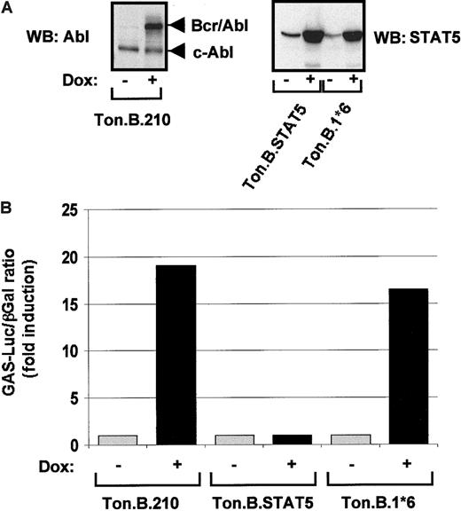 Fig. 1. Generation of Bcr-Abl and STAT5 inducible cell lines. / (A) Ton.B.210, Ton.B.STAT5, and Ton.B.1*6 cells were cultured in RPMI 1640 medium supplemented with 10% FCS and incubated 24 hours, with (+) or without (−) doxycyline. Cells were harvested and lysed, and the lysates were separated by SDS-PAGE. After transfer to a PVDF filter, the inducible expression was evaluated by immunoblotting with the specified antibodies. (B) 1 × 107 Ton.B.210, Ton.B.STAT5, or Ton.B.STAT51*6 cells were cotransfected with GAS-luc and pCMV-βGal constructs (25 μg each). Transfected cells were then split and incubated in the same medium with or without doxycycline for 24 hours. Cells were harvested and lysed for reporter gene assays as described in “Material and methods.” Results are reported as the activity in induced cells compared with the activity in noninduced cells for each cell line (% of control).