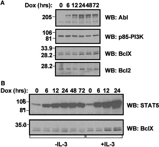 Fig. 3. Bcr/Abl and STAT5-1*6 increase Bcl-XLprotein expression. / (A) Ton.B.210 cells were cultured in RPMI 1640 + 10% FCS. At Time 0, 1 μg/mL doxycycline was added to the cell culture and part of the cells were harvested at the indicated time points. Cells were lysed, and an equal amount of protein was separated by SDS-PAGE, and transferred to PVDF membrane. The membrane was cut in strips and probed with the indicated antibodies. The p85-PI3K blot is used as a control for equal loading. (B) Ton.B.1*6 cells were induced with 1 μg/mL doxycycline in RPMI 1640 10% FCS alone or supplemented with IL-3. Part of the cells were harvested at the indicated time points. Cells were lysed, and an equal amount of protein was separated by SDS-PAGE and transferred to PVDF membrane. The membrane was cut in strips and probed wit the indicated antibodies.