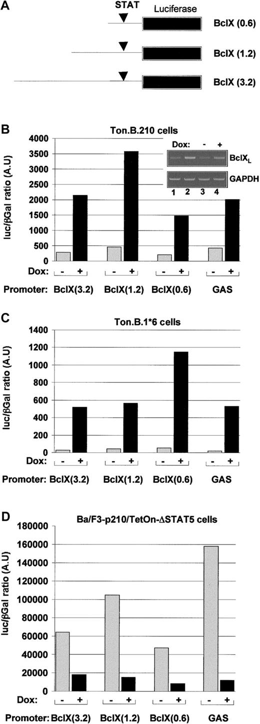 Fig. 4. Bcr/Abl increases. / Bcl-X gene transcription through STAT5. (A) Scheme representing the various constructs containing fragments of different length of the Bcl-X gene promoter fused to a luciferase gene reporter construct. Ton.B.210 (B) Ton.B.1*6 (C) or Ton.p210.Δ.STAT5 (D) cells were cotransfected with the indicated constructs and a pCMV βGal plasmid. The cells were resuspended in RPMI 1640 + 10% FCS and left untreated or treated with doxycycline for 24 hours. The reporter gene activity was measured as described in “Materials and methods.” Insert. In parallel to the luciferase assay, the specific transcripts for Bcl-XL were estimated by semi quantitative PCR as described in “Materials and methods.”