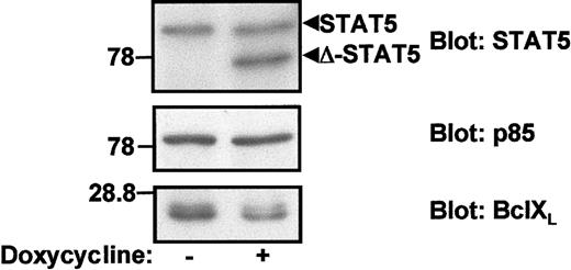Fig. 5. Expression of a dominant negative STAT5 mutant inhibits Bcl-XL expression. / Ton.p210.ΔSTAT5 cells were kept in culture in RPMI 1640 + 10% FCS and left untreated or treated with 1 μg/mL for 48 hours. Cells were then harvested, washed, and lysed. Lysates were separated by SDS-PAGE and the level of Bcl-XL was assessed by Western blot. The equal loading is assessed either by the endogenous level of STAT5 (upper panel, STAT5) or by the level of expression of p85 (middle panel).