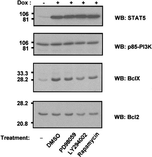 Fig. 6. Bcl-XL expression is mediated by cooperation between STAT5 and PI3K. / Ba/F3 cells inducibly expressing STAT5-1*6 were incubated in RPMI 1640 10% FCS, suplemented with 10% WEHI supernatant as a source of IL-3. The cells were either left untreated or induced with doxycycline for 8 hours before additional drug treatment. Doxycycline-induced cells were treated with DMSO (0.05 % v/v), PD98059 (20 μmol/L), LY 294002 (25 μmol/L), or rapamycin (5 nmol/L) for 18 hours. The cells were then processed as described above for immunoblot analysis with the indicated antibodies. Equal loading is verified by p85-PI3K blot.
