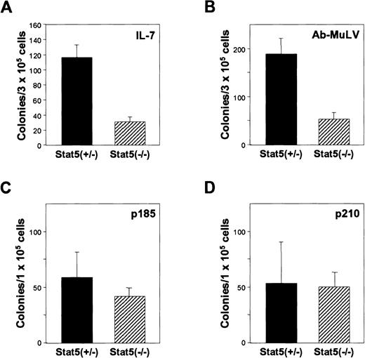 Fig. 1. Stat5 contributes to IL-7–dependent B-cell precursor expansion, but. / abl-induced transformation is independent of Stat5. (A) Ability to form IL-7–dependent colonies. Bone marrow was cloned in methylcellulose containing IL-7. (B) Ability to form Ab-MuLV–induced colonies. Bone marrow was infected with Ab-MuLV and cloned in methylcellulose under growth factor–free conditions. (C, D) Bone marrow from Stat5-deficient as well as control animals was cocultivated for 48 hours with GP+E86 producer cell lines for MSCV-bcr-abl p210/IRES-GFP and MSCV-bcr-ablp185/IRES-GFP. Three days after transduction, the cells were plated in methylcellulose.