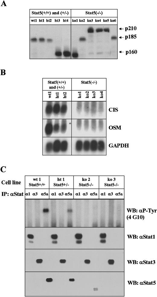 Fig. 5. Analysis of cell lines derived from in vivo tumors. / (A) Expression of various Abl proteins in tumor-derived cell lines by direct Western blotting with an antiserum that detects the various Abl transforming proteins. (B) Northern blot analysis of the expression of the Stat5a/b target genes, CIS and OSM. Cell lines derived from wild-type (wt) mice or mice heterozygous for Stat5a/b and cell lines from Stat5a/b-deficient tumors were examined. GAPDH is included as a loading control. (C) The extent of activation of various Stats was examined by immunoprecipitation with Stat-specific antibodies and Western blotting (WB) with a monoclonal antibody against phosphotyrosine (4G10). Antisera specific for Stat1, Stat3, and Stat5 were used. The smaller form of Stat5 seen in one of the Stat5a/b-deficient tumor cells represents the N-terminal truncated form that is produced from the disrupted locus as previously described.6