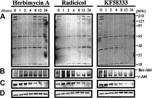 Fig. 5. Destabilization of p210Bcr-Abl, Raf-1, and tyrosine phosphorylated proteins by HA, radicicol, and KF58333 treatment. / K562 cells were cultured with 0.3 μmol/L of HA, radicicol, and 0.05 μmol/L of KF58333 for indicated times and analyzed by Western blotting as described in “Materials and methods.” Total cell lysates were subjected to Western blotting with antityrosine phosphorylated proteins antibody (A), anti-Abl antibody (B), anti-Raf-1 antibody (C), and anti-Erk antibody (D).