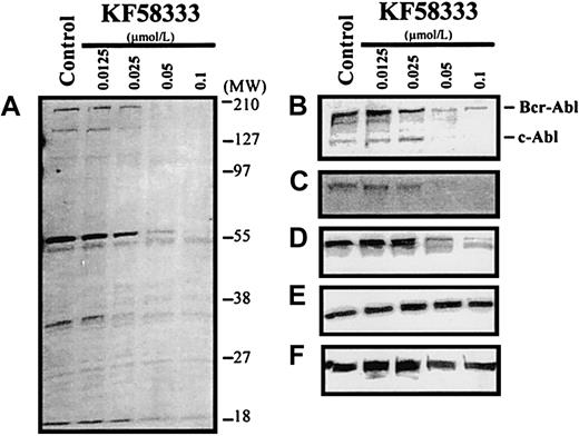 Fig. 6. Destabilization of p210Bcr-Abl, Raf-1, phosphorylated Erk, Erk, Hsp90, and tyrosine phosphorylated proteins by KF58333 treatment. / K562 cells were cultured with increasing concentrations of KF58333 for 48 hours and analyzed as described in “Materials and methods.” Total cell lysates were subjected to Western blotting with antityrosine phosphorylated proteins antibody (A), anti-Abl antibody (B), anti-Raf-1 antibody (C), antiphosphorylated Erk antibody (D), anti-Erk antibody (E), and anti-Hsp90 antibody (F).