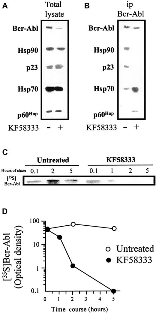Fig. 7. KF58333 treatment destabilizes Hsp90/p210 Bcr-Abl complex. / The effects of KF58333 on Hsp90/p210Bcr-Abl complex (A and B) and the half-life of Bcr-Abl protein (C) are shown. (A) K562 cells were treated with 0.05 μmol/L of KF58333 for 3 hours, total lysate was prepared, resolved by SDS-PAGE, and analyzed by Western blotting as described previously. (B) About 1 mg of total cell lysate was immunoprecipitated with anti-p210Bcr-Abl monoclonal antibody and analyzed by Western blotting as described. (C) The half-life of Bcr-Abl protein in K562 cells treated with or without KF58333 (0.05 μmol/L) was determined as described in “Materials and methods.” 35S-methionine–labeled Bcr-Abl protein was immunoprecipitated and resolved by SDS-PAGE. Gels were fixed, enhanced, and exposed to Kodak XAR-5 film. (D) Bcr-Abl–specific bands were quantified by densitometric scanning/image analysis. 35S,35S-methionine; ip, immunoprecipitated.