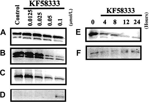 Fig. 8. KF58333 treatment decreased the expression level of Cdk4 and Cdk6. / K562 cells were cultured with indicated concentration of KF58333 for 48 hours or 0.1 μmol/L of KF58333 for the indicated time and analyzed as described in “Materials and methods.” Total cell lysates were subjected to Western blotting with anti-Cdk2 antibody (A), anti-Cdk4 antibody (B,E), anti-Cdk6 antibody (C), and anti-p27Kip1antibody (D,F).