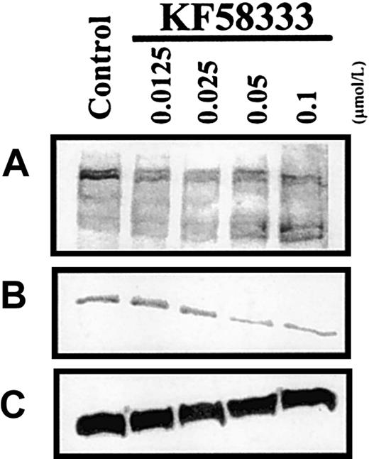 Fig. 9. Dose-dependent effects on PARP cleavage following KF58333 treatment. / K562 cells were cultured with increasing concentration of KF58333 for 48 hours and analyzed as described in “Materials and methods.” Total cell lysates were subjected to Western blotting with anti-PARP antibody (A), anti Bcl-2 antibody (B), and anti β-actin antibody (C).
