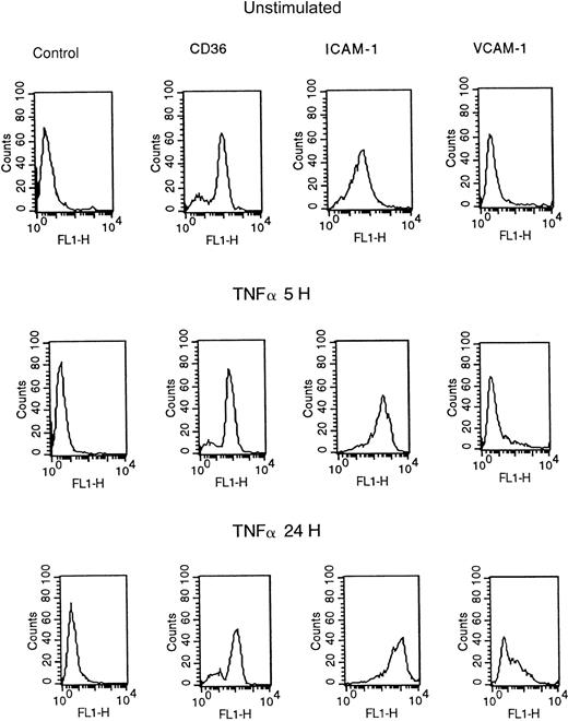Fig. 2. Flow cytometric analysis of adhesion molecule expression on resting HDMECs and HDMECs stimulated with 5 ng/mL of TNF-α for 5 and 24 hours. / The results are representative of 5 different HDMEC preparations. FL1-H indicates fluorescent intensity (fluorescein).