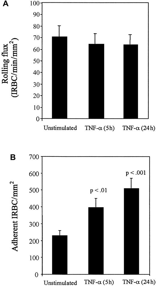 Fig. 3. Effect of TNF-α. / Monolayers were stimulated with TNF-α at 5 ng/mL for 5 and 24 hours before the flow experiments. Results are the mean ± SEM of 10 parasite isolates studied in 15 experiments. (A) Effect of TNF-α on the rolling of IRBC on HDMECs. (B) Effect of TNF-α on the adhesion of IRBCs on HDMECs.