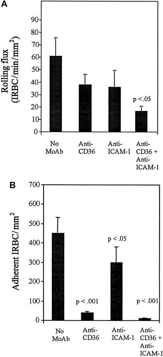 Fig. 4. Effect of blocking antibodies after 5 hours of TNF-α stimulation. / HDMECs were stimulated by TNF-α at 5 ng/mL for 5 hours. Stimulated HDMECs were preincubated with anti-CD36 (OKM5) and anti–ICAM-1 (84H10) at 10 μg/mL for 30 minutes at 37°C before the infusion of IRBCs. Results are the mean ± SEM of 5 parasite isolates studied. (A) Effect of blocking antibodies on the rolling of IRBCs on stimulated HDMECs. (B) Effect of blocking antibodies on the adhesion of IRBCs on stimulated HDMECs.