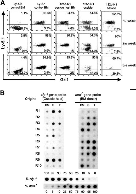 Fig. 1. Analysis of the origin of ossicle-derived progenitors giving rise to LTCs and hematopoietic repopulation of transplanted mice. / (A) Cytometry profiles of nonadherent cells from LTCs established with renal ossicles and BM. Each week, supernatant cells were collected and stained with fluorescein-conjugated anti–Gr-1 and phycoerythrin-coupled anti–Ly-5.1. Control LTCs were established with BM from normal Ly-5.2 and Ly-5.1 mice. Test LTCs were established with 125d-N1 and 132d-N1 ossicles as well as with the 125d-N1 ossicle host BM. (B) Origin of the in vivo repopulating cells present in renal ossicles. A representative experiment in which 10 myeloablated Ly-5.2 female mice were intravenously transplanted with 2.5 × 105 ossicle marrow cells from an ossicle excised at 77 days postimplantation (77d-N2) is shown. The origin of the repopulating cells was determined by dot-blot hybridization analysis on DNA extracted from their lymphohematopoietic organs (bone marrow, BM; spleen, S; thymus, T) by means of the neor andzfy-1 gene probes. Recipient mice were killed at 92 days (R1), 120 days (R2-R3), and 195 days posttransplantation (R4-R10). Different proportions of normal male/N1 transgenic female splenic DNA were used as internal standards.