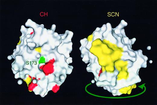 Fig. 3. Mutations in severe congenital neutropenia. / Tertiary distribution of the severe congenital neutropenia (SCN) mutations (yellow) are compared to cyclic neutropenia/cyclic hematopoiesis (CH) mutations (red). Catalytic serine residue 173 is indicated in green near the active site pocket. The 2 figures are rotated 180° with respect to each other. The image was prepared from x-ray crystallographic coordinates taken from the Molecular Modeling DataBase (http://www.ncbi.nlm.nih.gov/Structure/MMDB/mmdb.html).