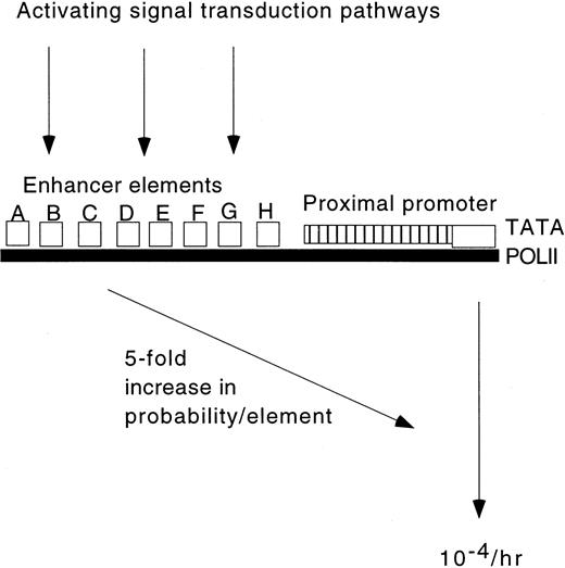 Fig. 1. Probabilistic activation of a typical promoter. / The diagram shows a typical inducible eukaryotic promoter. The basal promoter of the gene contains recognition sequences for abundant nuclear proteins such as Sp1, so that if the gene is in active chromatin, the elements are occupied. The minimal promoter ensures that there is a finite intrinsic low probability of recruitment of TATA-binding protein, and correct assembly an initiation complex including RNA polymerase II (POLII). The cell receives multiple independent signals simultaneously. Some of these may be autocrine, including products of the gene itself. Each signaling pathway increases the frequency with which the distal elements (A-H) are occupied. Each occupied site multiplies the probability of a pulse of transcript so that their effects in combination increase the frequency of transcription exponentially. Activation to a probability of one event per hour would be sufficient to ensure that in each cell at least one allele produces a pulse of transcript within a typical time frame of observation. Assuming absolutely independent regulation of each pathway, failure to activate any one of the cis-acting elements (A-H) would cause at least a 5-fold reduction in mRNA production. At a single-cell level, a probability of 0.2/gene per hour means that only 16% of cells would produce a pulse of the mRNA in a 1-hour time frame (because 4% will produce a second pulse).