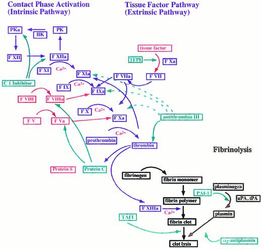 Fig. 1. The blood coagulation cascade. / The coagulation cascade is divided into an intrinsic and an extrinsic pathway. Coagulation factors are represented in blue and are designated by an “a” upon activation. Arrows symbolize the proteolytic conversion. Cofactors are marked in red and coagulation inhibitors in green. Proteins that participate in fibrinolysis have a brown color. The following abbreviations are used: F, factor; HK, high molecular weight kininogen; PAI-1, plasminogen activator inhibitor; PK, plasma kallikrein; TAFI, thrombin activatable fibrinolysis inhibitor; TFPI, tissue factor pathway inhibitor; tPA, tissue plasminogen activator; and uPA, urokinase-type plasminogen activator. Strong and weak interactions are indicated by solid and dotted lines.