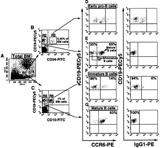 Fig. 2. CCR6 expression is acquired during the transition to mature CD19+CD10− sIgD+ B-cell status and is absent during early and late stages of B lymphopoiesis in BM. / (A) Lymphoid gating of normal adult BM cells (> 90% cell viability) was based on forward and side scatter characteristics of the lymphocytes (R1). Three-parameter immunofluorescence analysis was used to detect CCR6 expression within CD19+ populations in this gate. (B) Plots of CD19 versus CD34 were used to gate dual-positive pro-B (R3) and CD34−CD19+ cells (R2), a population that includes immature and mature B cells. (C) Plots of CD19 versus CD10 were used to discriminate between dual-positive immature B cells (R5) and CD19+CD10− mature B cells (R4). These gated cells were then plotted for CD19 versus CCR6 (D-G). Data with PE-labeled anti-CCR6 and isotype-matched IgG1 control MoAbs are shown. For each population, the threshold of positivity was placed according to the nonspecific binding of control IgG. Populations corresponding to early pro-B and immature B cells and their respective percentage values within total BM cells are given in panels B and C, respectively. One representative example of 5 samples from different BM donors is shown.