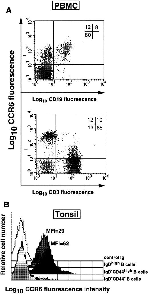 Fig. 3. Naive, memory, and GC B cells within secondary lymphoid tissue differ in their CCR6 expression. / (A) CCR6 expression was studied within PBMC populations by 2-parameter immunofluorescence analysis using PE-labeled CCR6 MoAb and FITC-labeled CD19 or CD3 MoAbs. (B) Freshly isolated tonsillar B cells were separated according to the expression of distinctive immunophenotypic markers into sIgDhigh (naive), sIgD−CD44high (memory), and sIgD−CD44− GC B cells, as described in “Material and methods.” CCR6 expression was then assessed by FACS analysis using anti-CCR6-PE MoAb. MFI values for CCR6 staining for individual samples are indicated. Open histograms represent staining with IgG1 control MoAb. One representative donor of 4 is shown.