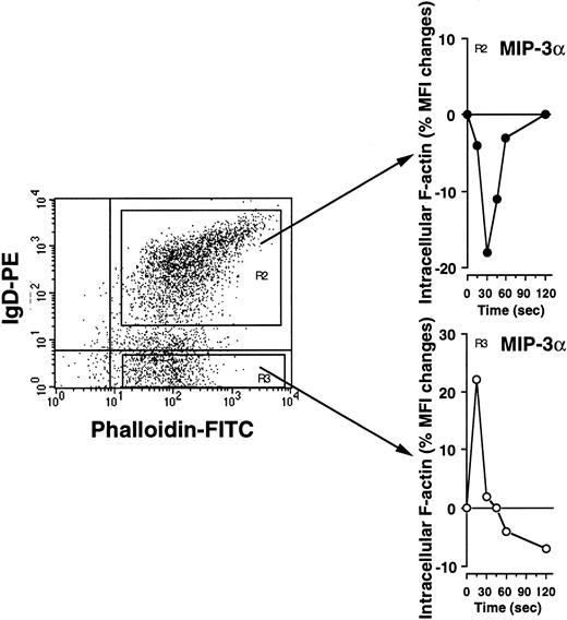 Fig. 4. sIgD− memory but not sIgDhigh naive B cells respond rapidly to MIP-3α/CCL20 by actin cytoskeleton reorganization. / The ability of CCR6 to signal in unstimulated tonsillar B cells stained with anti-IgD-PE MoAb was assessed by quantifying changes in intracellular F-actin after MIP-3α/ CCL20 stimulation (500 ng/mL). sIgD− (R3) responding and sIgDhigh (R2) nonresponding populations are shown. Data from one representative experiment of 3 are shown.