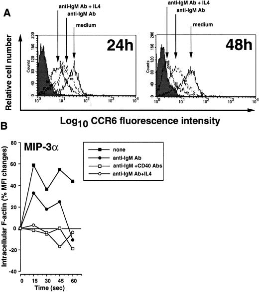 Fig. 6. Down-regulation of CCR6 expression and MIP-3α/CCL20 responsiveness following B-cell Ag receptor cross-linking. / (A) Tonsillar B cells were cultured for 24 or 48 hours in CM alone or in the presence of anti-IgM Ab (5 μg/mL) with or without IL-4 (20 ng/mL). Cells were then analyzed by FACS for cell surface CCR6 expression. Data from 1 representative experiment of 5 are shown. (B) The response to MIP-3α/CCL20 of B cells stimulated for 48 hours with anti-IgM Ab (5 μg/mL), alone or in combination with anti-CD40 MoAb (1 μg/mL) or IL-4 (20 ng/mL), was assessed by F-actin polymerization assay, as described in “Materials and methods.” Representative data from 4 independent experiments are shown.