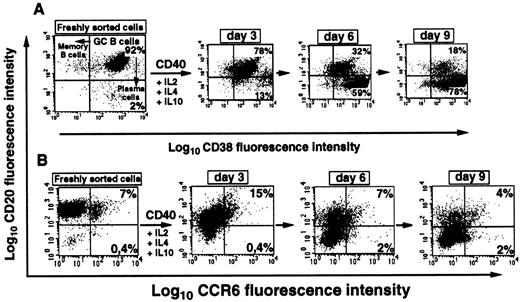 Fig. 7. CCR6 is not expressed during in vitro plasmablast differentiation of GC B cells. / (A) Phenotypic changes during the differentiation of GC B cells into plasmablasts in vitro. GC B cells purified by immunomagnetic cell sorting (> 90% cell viability) were cultured in the presence of IL-10, IL-2, IL-4, and anti-CD40 MoAb, as described in “Materials and methods.” At the indicated time points, CD38 and CD20 expression was determined by double staining with anti-CD38-PE and anti-CD20-FITC MoAbs. Note the progressive increase in the CD38highCD20− population corresponding to the plasmacytoid differentiation stage. Percentages of cells within each quadrant are indicated. (B) Analysis of CCR6 expression by double staining with anti-CD20-FITC and anti-CCR6-PE MoAbs during plasmablast differentiation is presented in panel A. One representative experiments of 3 using cells from different donors is shown.