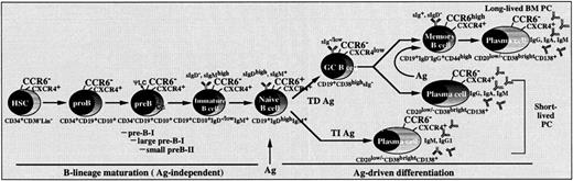 Fig. 8. Schematic representation of CCR6 expression during human B-cell ontogeny and Ag-driven differentiation. / CCR6 surface expression is acquired when B cells reach the mature stage. Mature, naive B cells lose CCR6 after BCR triggering by Ag during both T-dependent TD and T-independent TI humoral immune responses and during plasma cell differentiation. CCR6 is re-expressed at the post-GC memory B-cell stage. Transient expression of CCR6 at each defined stage of B-cell maturation is compared with that of CXCR4, constitutively expressed from CD34+Lin−multipotent hematopoietic stem cell progenitors to terminally differentiated Ig-secreting plasma cells (PC).