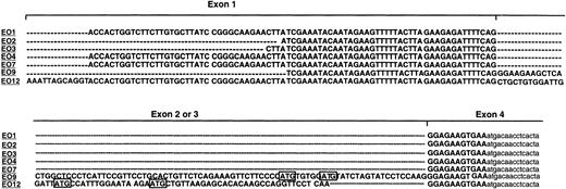 Fig. 2. Alignment of 5′-RACE products. / 5′-RACE was performed on RNA isolated from purified eosinophils. Separate clones were sequenced and are labeled as EO with an assigned number. Alignment of the 5′-UTR is shown in capital letters and coding sequence as small letters. Upstream ATGs are boxed. The positions of exons 1 through 4 are indicated; — indicates a gap.