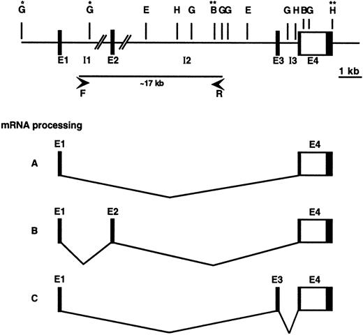 Fig. 3. Genomic organization and mRNA processing of theCCR3 gene. / A schematic diagram of the organization of the CCR3 gene is shown. The translated DNA area is depicted as an open rectangle and untranslated DNA is shown as shaded rectangles. Restriction enzymes are labeled as follows: E, EcoRI; G, BglII; B,BamHI; and H, HindIII. Exons are labeled as E1 through E4; introns as I1 through I3. The precise position of exon 2 has not been determined and this is indicated by the pair of slashed lines. DNA fragments flanked by single asterisk (*) and double asterisk (**) were fully sequenced (Genbank accession numbers AF237380,AF237381, and U51241) and the BglII sequence is shown in Figure 4. Primers used for long-range PCR are labeled as F and R flanking the ∼17 kb PCR product. Below are the corresponding mRNA species: A, majority of mRNA species contain only exons 1 and 4; B and C show usage of exon 1 with exons 2 or 3, respectively.