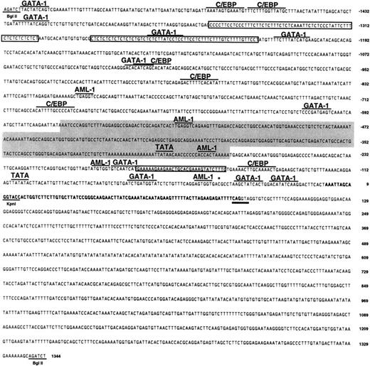 Fig. 4. Sequence of the CCR3 promoter. / The 2.7-kb 5′ BglII fragment (Figure 3) was fully sequenced. The exon 1 is bolded. The splice donor consensus sequence is double-underlined. Numbering is based on assigning +1 to the first base of the longest 5′-RACE product. Underlined are restriction enzyme sites (BglII, KpnI); overlined are consensus transcription factor binding sites; boxed are pyrimidine-rich sequences; the shaded box depicts the area of high homology with CCR2 that contains the Alu repeat and the light gray box marks the area of homology with hIL-5Rα. The asterisk depicts the site of the identified polymorphism.