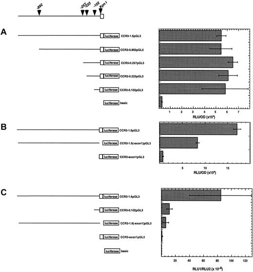 Fig. 8. Activity of CCR3 promoter deletion constructs. / A schematic representation of the deletion constructs cloned into the pGL3 luciferase vector is shown in the left panel. The promoter sequence is shown as a line and exon 1 is depicted as an open box. The position of the KpnI restriction site and the deletion construct end positions are shown with arrowheads. In the right panel, cells were transfected with the reporter plasmid indicated. In A and B, A549 cells were cotransfected with the pcDNA3.βGal plasmid and the data are normalized to β-galactosidase activity. On the x-axis, data are presented as RLU (luciferase activity)/OD (β-galactosidase activity). In C, AML14.3D10 cells were cotransfected with the pRL.SV40 and the data are normalized to the activity of the renilla luciferase. On the x-axis, data are presented as RLU1 (firefly luciferase activity)/RLU2 (renilla luciferase activity). Data are presented for a representative experiment (n = 3). Each point was performed in triplicate and is expressed as mean ± SD.