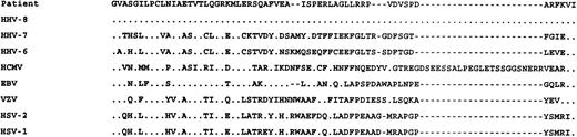 Fig. 2. HHV-8 DNA polymerase sequence identified by degenerate PCR assay. / Alignment of amino acid translations of sequences from the herpesvirus DNA polymerase gene obtained from the patient's sera, with analogous regions from the DNA polymerase sequences of other herpesviruses14: human herpesvirus-8 (HHV-8), human herpesvirus-7 (HHV-7), human herpesvirus-6 (HHV-6), human cytomegalovirus (HCMV), Epstein–Barr virus (EBV), varicella–zoster virus (VZV), herpes simplex virus type 2 (HSV-2), and herpes simplex virus type 1 (HSV-1). Dots indicate identity with the first sequence in the alignment.