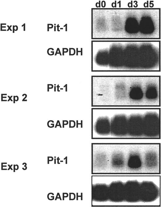 Fig. 2. Time-course study of changes in pit-1 expression in cultures of CD34+CD38− BM cells stimulated with FL + SF + IL-3 + H-IL-6. / RNA obtained from cells immediately after their purification and then 1, 3, and 5 days later was reverse transcribed and amplified by polymerase chain reaction as described in Materials and methods, and the resultant cDNA electrophoresed, blotted, and hybridized first with a pit-1 probe and then a GAPDH probe. The results of 3 independent experiments are shown in the top 2, middle 2, and bottom 2 rows of autoradiographs, respectively.