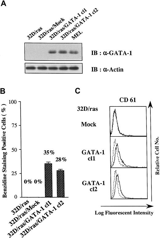 Fig. 2. Effects of GATA-1 transgene on lineage phenotype of 32D/ras. / (A) Expression of GATA-1 in 32D/ras, 32D/ras/Mock, 32D/ras/GATA-1, and MEL. Total cell lysates were subjected to SDS-PAGE and probed with anti-GATA-1 and anti-actin antibodies. (B) Benzidine staining of the cultured cells. Cells were suspended in benzidine staining solution and subjected to cytospin centrifugation. Black-stained cells were counted as benzidine-positive cells by microscopy. Results are shown as the mean ± SD of triplicate experiments. (C) Flow cytometric analyses on CD61 expression. Expression of CD61 was examined by staining with anti-CD61 antibody () and control antibody of the same isotype (····).
