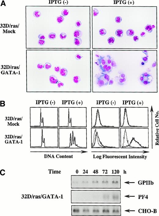 Fig. 3. GATA-1–transfected 32D/ras undergoes megakaryocytic differentiation in response to H-rasG12V. / (A) Light micrograph of 32D/ras/Mock and 32D/ras/GATA-1 before and after 5-day culture with IPTG. Cells were cultured with or without IPTG for 5 days and subjected to analysis. Cytocentrifugation preparation was stained with May–Grünwald–Giemsa (original magnification, ×100). (B) Flow cytometric analyses on DNA content and surface expression of CD61. DNA content of cultured cells was quantitated by propidium iodide staining and analyzed on FACSort. Surface expression of CD61 was analyzed by staining with anti-CD61 monoclonal antibody () and control antibody of the same isotype (····). (C) Changes in expression of GPIIb and PF4 mRNA in 32D/ras/GATA-1 during IPTG treatment.