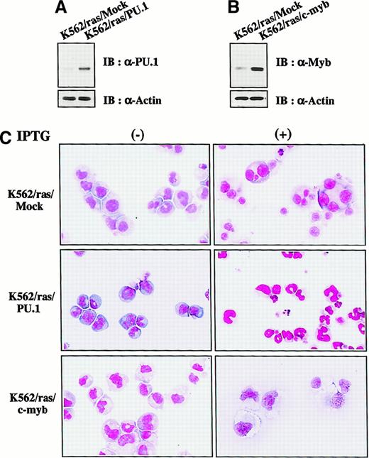 Fig. 4. Enforced expression of PU.1 and c-Myb in K562/ras. / (A, B) Western blot analyses on PU.1 and c-Myb expression. Expression levels of PU.1 and c-Myb were examined in each clone by Western blot analyses on total cellular lysates. (C) Light micrograph of K562/ras/Mock, K562/ras/PU.1, and K562/ras/c-myb before and after 5-day culture with IPTG. Cells were cultured with or without IPTG for 5 days. Cytocentrifugation preparation was stained with May–Grünwald–Giemsa (original magnification, ×100).