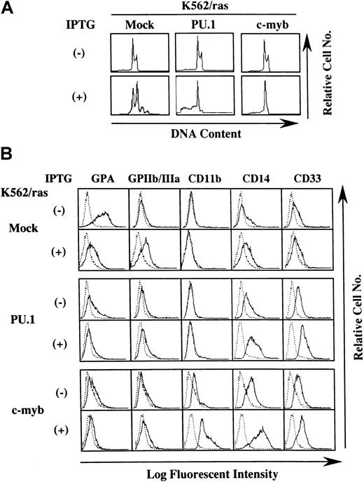 Fig. 5. Effects of PU.1 and c-Myb on the lineage phenotype of K562. / (A) DNA content analysis before and after 5-day IPTG treatment. DNA content of the cultured cells was examined by propidium iodide staining and analyzed with flow cytometry. (B) Flow cytometric analysis on the surface expression of GPA, GPIIb/IIIa, CD11b, CD14, and CD33 before and after 5-day IPTG treatment. Surface phenotypes of the cultured cells were examined with the indirect immunofluorescence method by staining with the indicated antibody () and control antibody of the same isotype (····).
