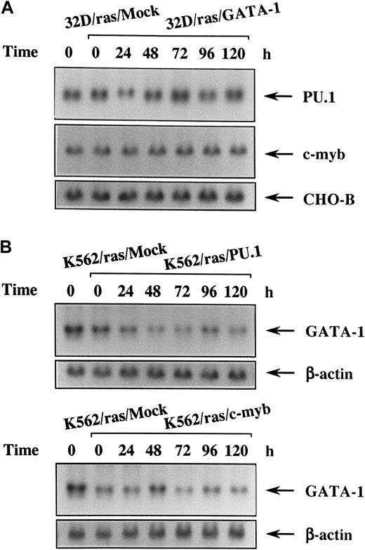 Fig. 6. Changes in expression of the lineage-specific transcription factors during megakaryocyte, granulocyte, or macrophage differentiation in each transfectant. / (A) Expression of PU.1 and c-myb mRNA in 32D/ras/GATA-1 during IPTG treatment. 32D/ras/GATA-1 cells were treated with IPTG for the indicated times and subjected to Northern blot analysis. (B) Expression of GATA-1 mRNA in K562/ras/PU.1 and K562/ras/c-myb during IPTG treatment. K562/ras/PU.1 and K562/ras/c-myb were treated with IPTG, and the expression of GATA-1 mRNA was examined by Northern blot analysis.